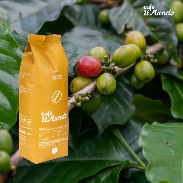 100% Arabica Top Class Gold – wyselekcjonowane ziarna kawy Arabica